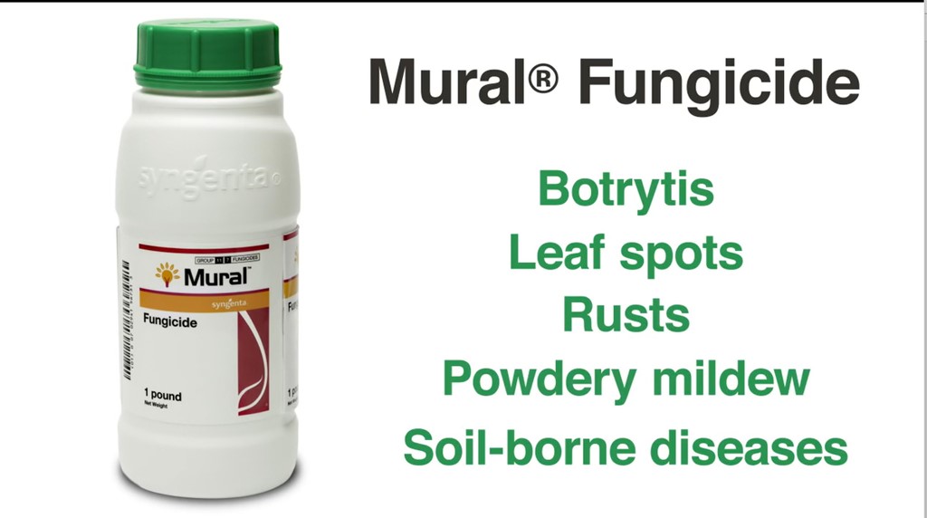 Mural® fungicide from Syngenta