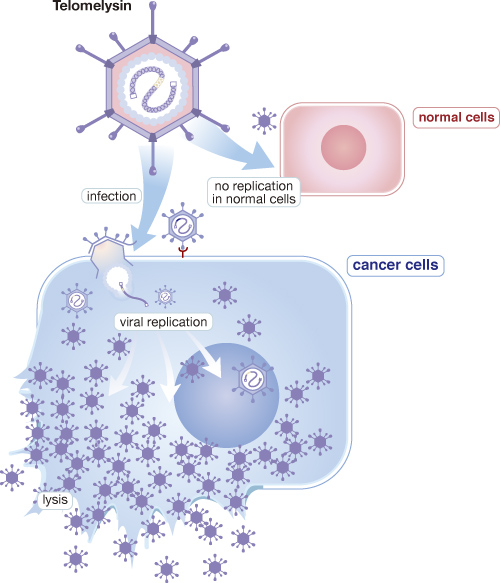 Oncolys, BioPharma, Chugai, Pharmaceuticals, Agree, Terminate, Exclusive, License, Agreement, Oncolytic, Viral, Immunotherapy, OBP-301, Telomelysin, Cancer, Vaccine, Treatment, Prevents, Immune, System, Oncolytic, Adenovirus, Human, Telomerase, Reverse, Transcriptase, Immunotherapy