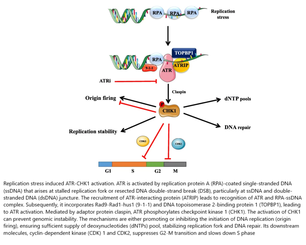 IMPACT, Therapeutics, Announced, ATR, Inhibitor, Imp9064, IND