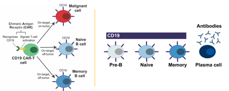 US FDA Grants Orphan Drug Designation To Gracell’s FasTCAR-enabled BCMA ...