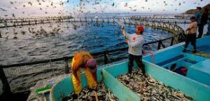 Aquaculture feed