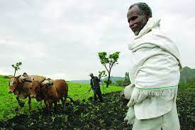 Ethiopia Farmer