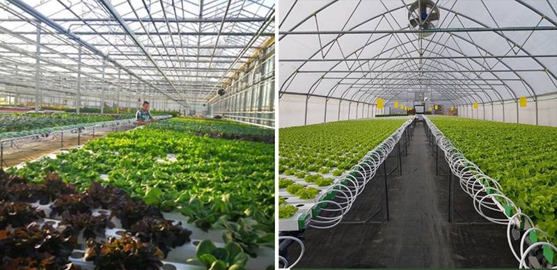 New Greenhouse Facility for Organic Vegetables