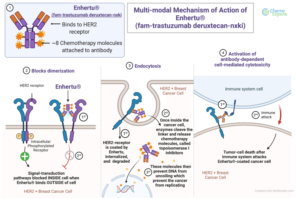 Enhertu mechanism of action