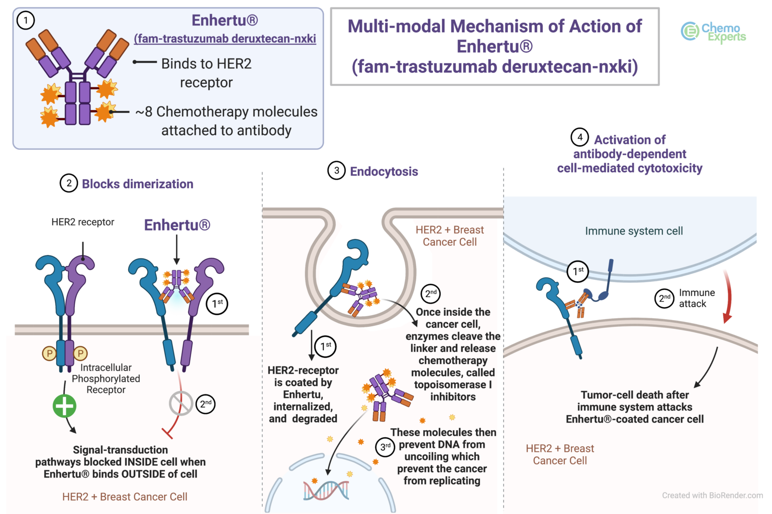 FDA Grants Regular Approval To Fam-Trastuzumab Deruxtecan-Nxki(Enhertu ...