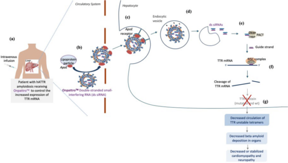 Alnylam Scores Another FDA Nod For Amvuttra (Vutrisiran) For The ...