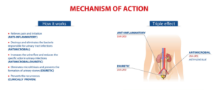 URACTIV FORTE Mechanism of Action