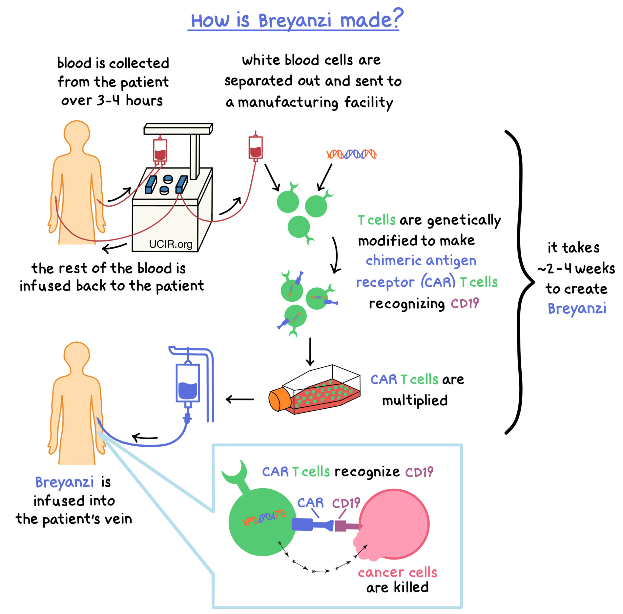 U.S. FDA Approves Bristol Myers Squibb’s CAR T Cell Therapy Breyanzi ...