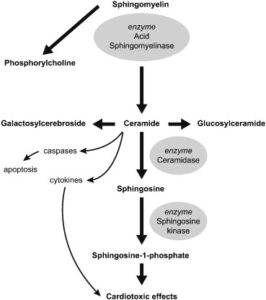 Acid Sphingomyelinase Deficiency (ASMD)