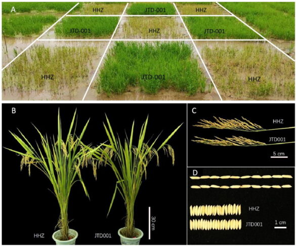 India Receives the First non-GM , Herbicide-Tolerant Rice Cultivars by ...