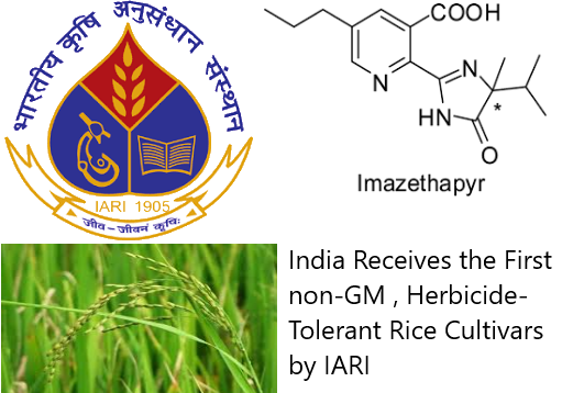 India Receives the First non-GM , Herbicide-Tolerant Rice Cultivars by The Indian Agricultural Research Institute (IARI)