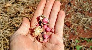 Sipcam Nichino Launches Tiofanil®FS (Chlorothalonil+Thiophanate-Methyl) Fungicide for Peanuts in Brazil